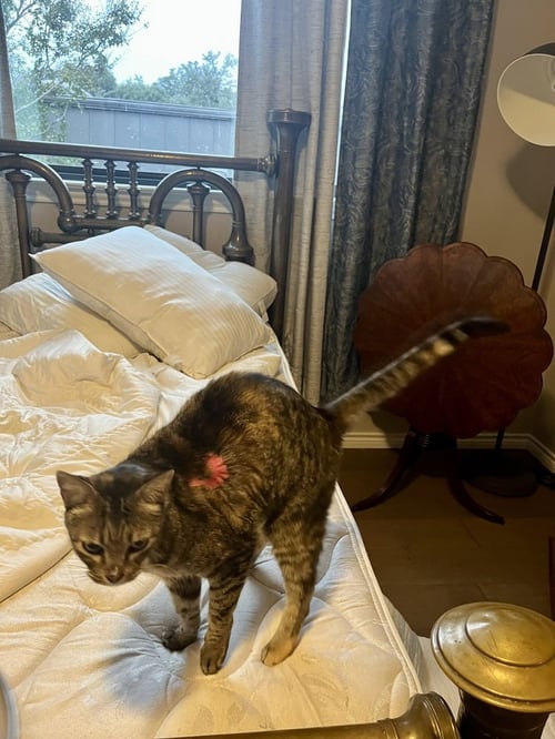 WHISPURR (AKA STEVIE) - Domestic Short Hair / Domestic Short Hair available for adoption