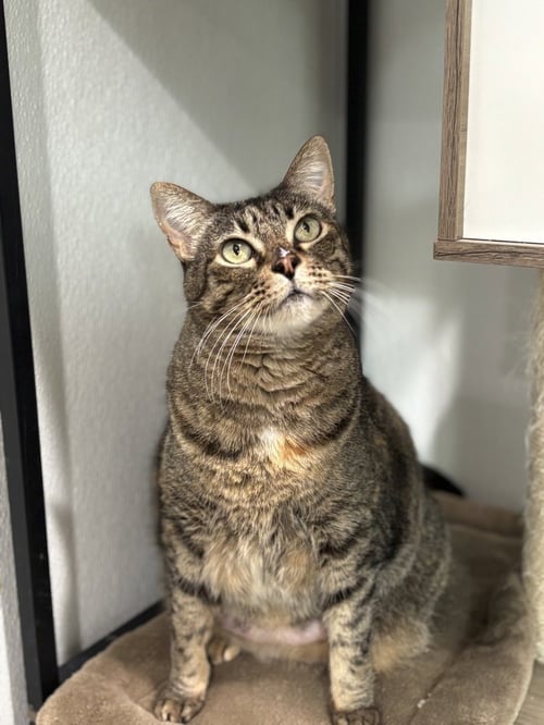 WHISPURR (AKA STEVIE) - Domestic Short Hair / Domestic Short Hair available for adoption
