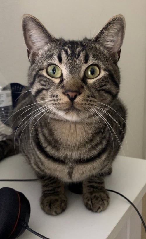 CHESTER - Domestic Short Hair / Domestic Short Hair available for adoption