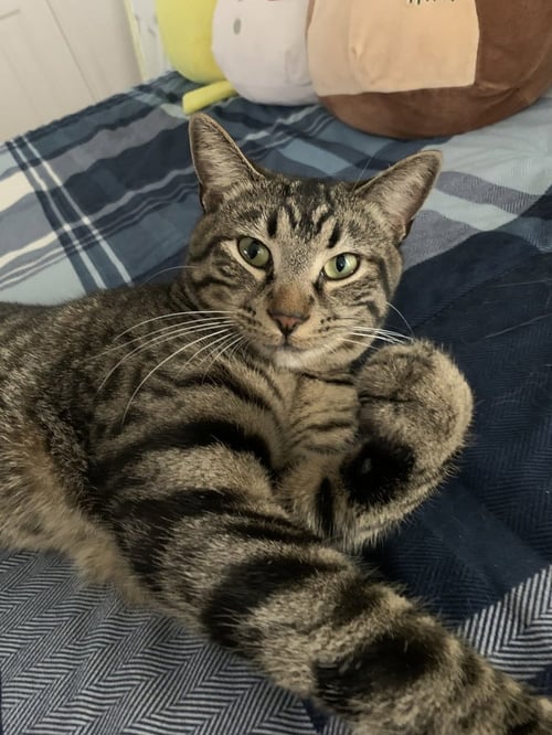 CHESTER - Domestic Short Hair / Domestic Short Hair available for adoption