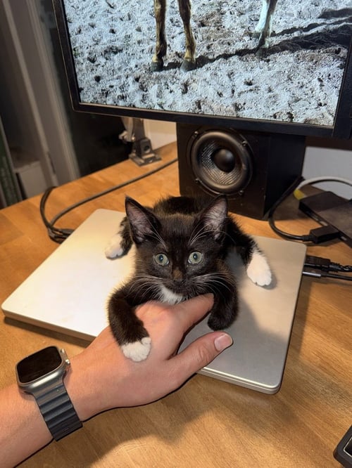 MINERAGUA - Domestic Short Hair / Domestic Short Hair available for adoption