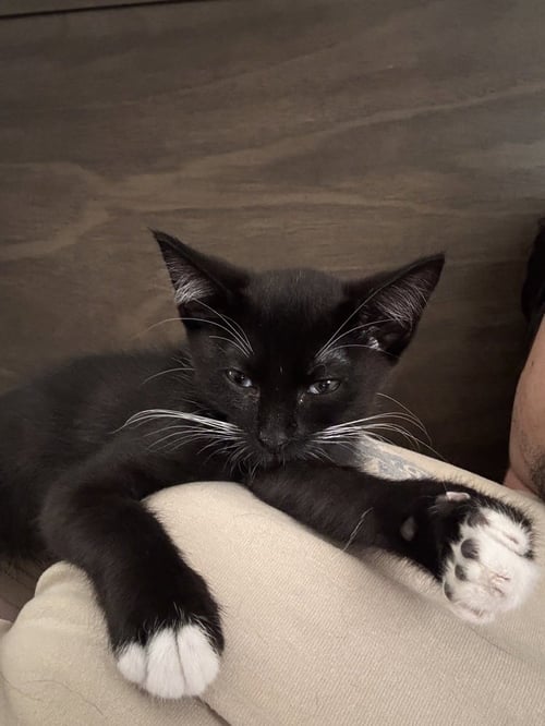MINERAGUA - Domestic Short Hair / Domestic Short Hair available for adoption