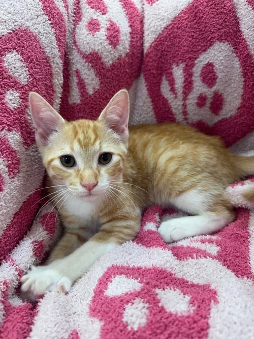 CLUTCH - Domestic Short Hair / Domestic Short Hair available for adoption