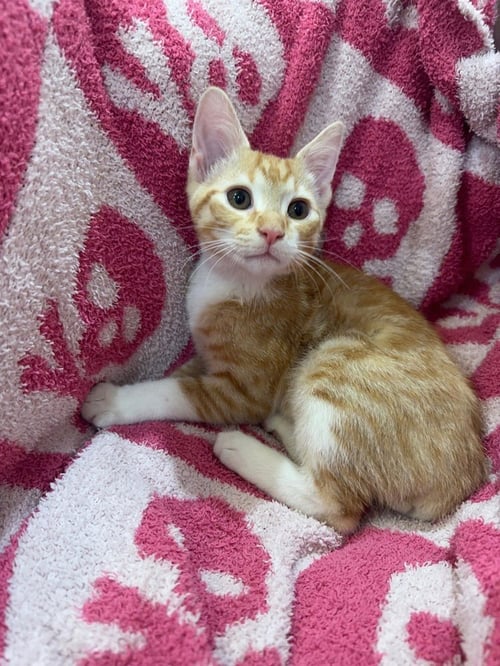 CLUTCH - Domestic Short Hair / Domestic Short Hair available for adoption