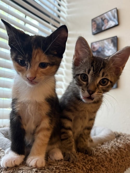 MARGO RATATOUILLE - Calico / Domestic Short Hair available for adoption