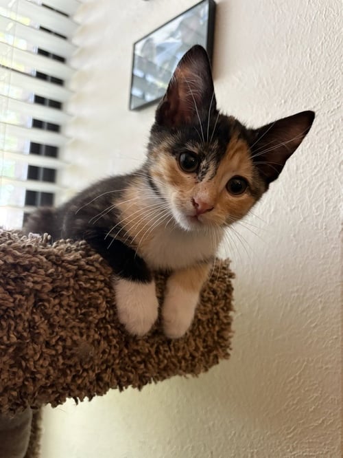 MARGO RATATOUILLE - Calico / Domestic Short Hair available for adoption