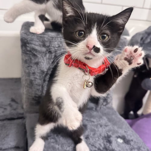 CRIMSON - Domestic Short Hair / Domestic Short Hair available for adoption