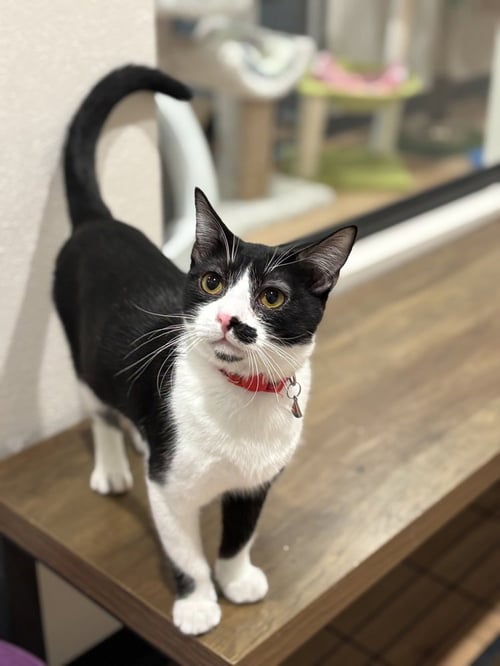 CRIMSON - Domestic Short Hair / Domestic Short Hair available for adoption