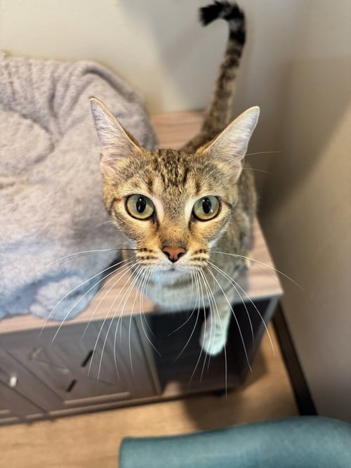 GENEVA - Domestic Short Hair / Domestic Short Hair available for adoption