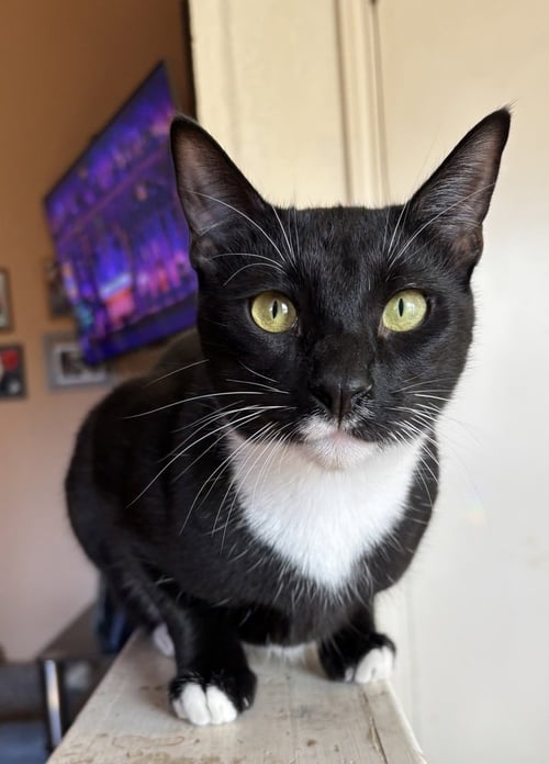 BENEDICT BRIDGERTON - Domestic Short Hair / Domestic Short Hair available for adoption