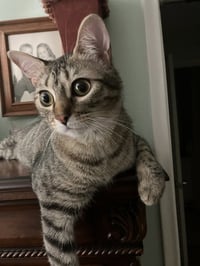Cricket - Photo 4
