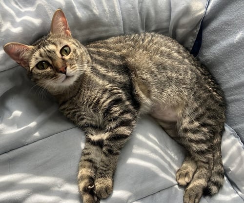 CRICKET - Domestic Short Hair / Domestic Short Hair available for adoption