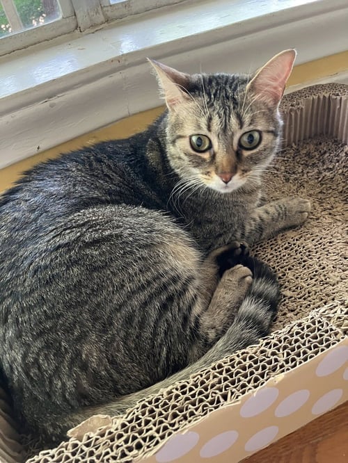 CRICKET - Domestic Short Hair / Domestic Short Hair available for adoption