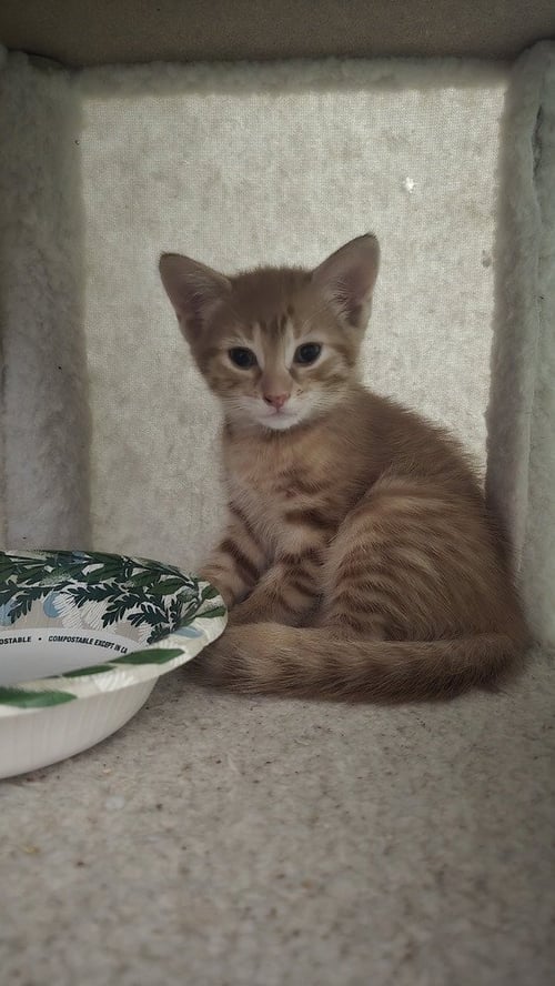 ATALANTA NOVA (TALLY OR MISS NOVA) - Calico / Domestic Short Hair available for adoption