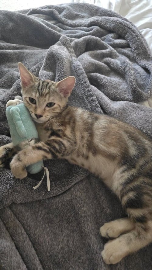 ATALANTA NOVA (TALLY OR MISS NOVA) - Calico / Domestic Short Hair available for adoption