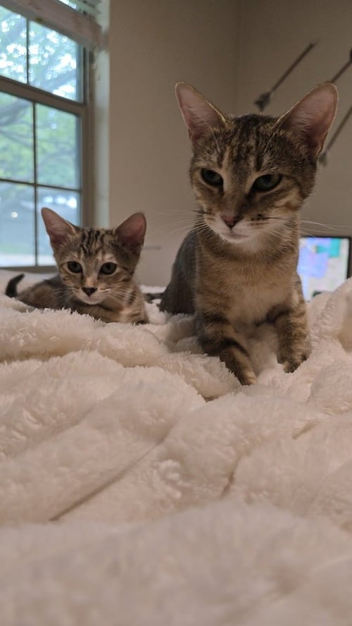 ATALANTA NOVA (TALLY OR MISS NOVA) - Calico / Domestic Short Hair available for adoption