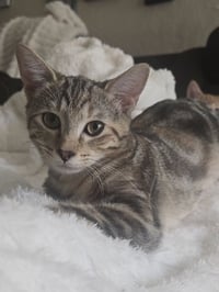 Atalanta Nova (Tally or Miss Nova) - Photo 1