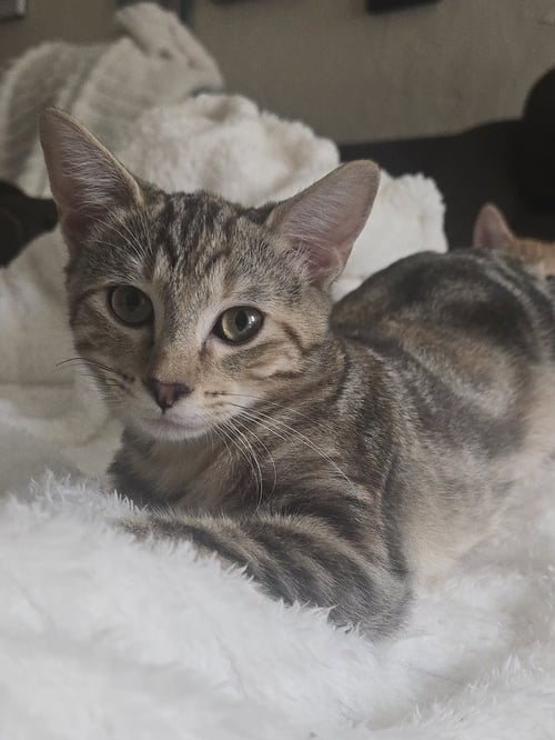 ATALANTA NOVA (TALLY OR MISS NOVA) - Calico / Domestic Short Hair available for adoption
