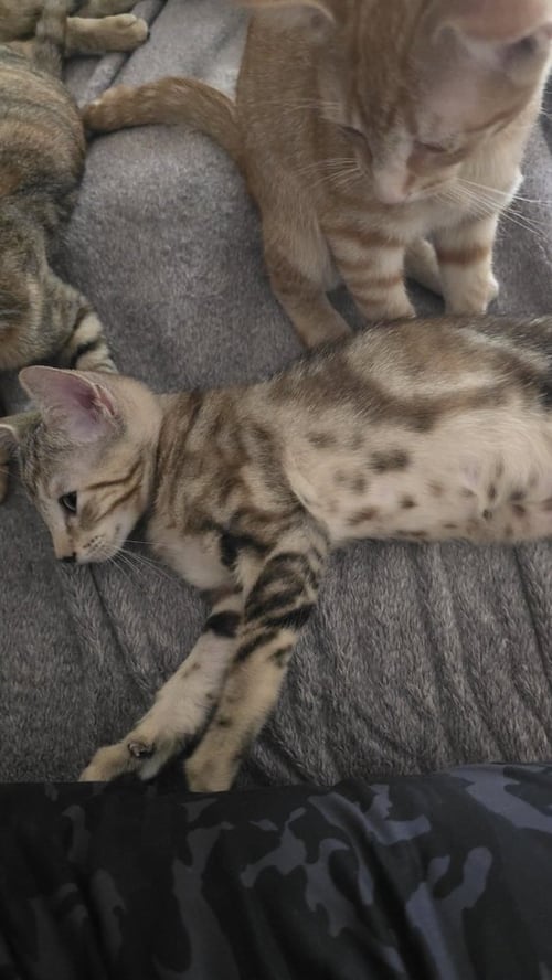 ATALANTA NOVA (TALLY OR MISS NOVA) - Calico / Domestic Short Hair available for adoption