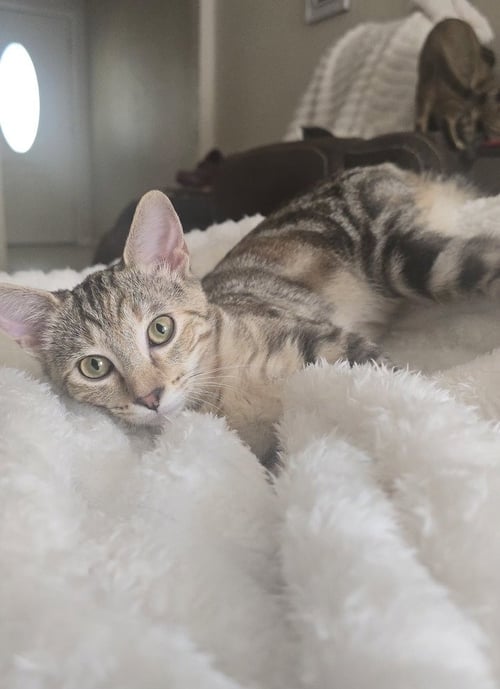 ATALANTA NOVA (TALLY OR MISS NOVA) - Calico / Domestic Short Hair available for adoption