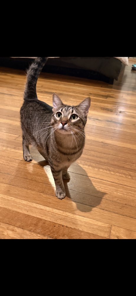NUBSY - Domestic Short Hair / Domestic Short Hair available for adoption