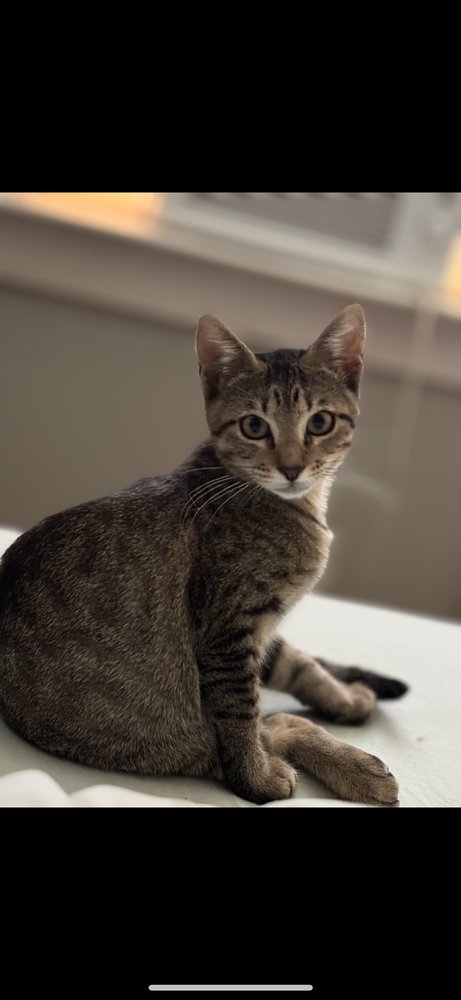 NUBSY - Domestic Short Hair / Domestic Short Hair available for adoption