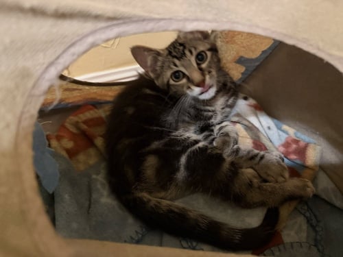 OSLO - Domestic Short Hair / Domestic Short Hair available for adoption