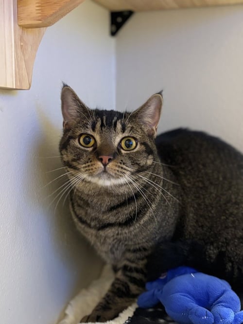 CARDI B - Domestic Medium Hair / Domestic Short Hair available for adoption