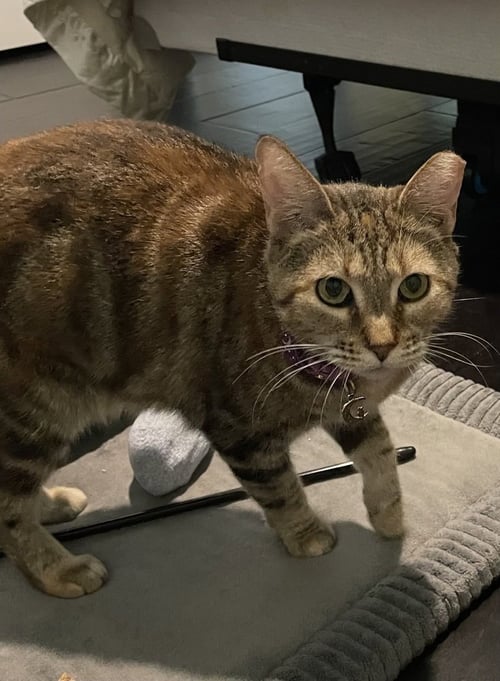 MARBLES - Domestic Short Hair / Domestic Short Hair available for adoption