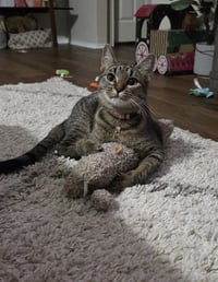 Tiger Lily - Photo 1