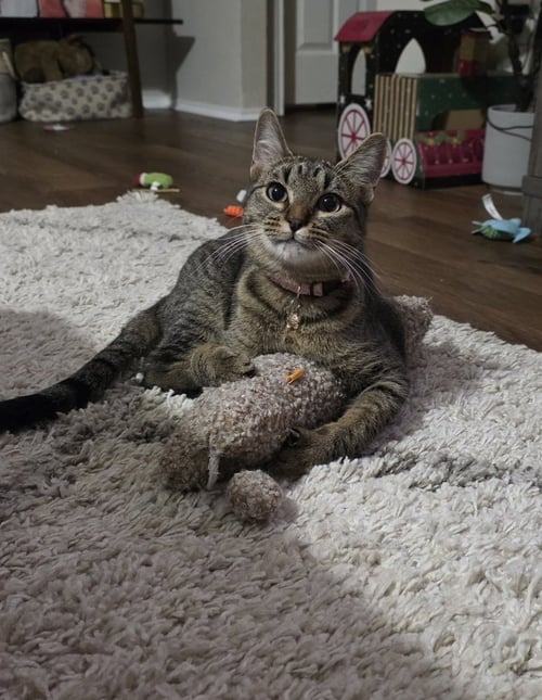 TIGER LILY - Domestic Short Hair / Domestic Short Hair available for adoption
