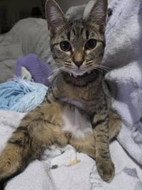 Tiger Lily - Photo 4