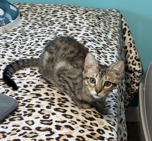 ORION - Domestic Short Hair / Domestic Short Hair available for adoption