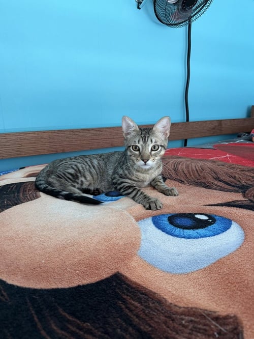 ORION - Domestic Short Hair / Domestic Short Hair available for adoption