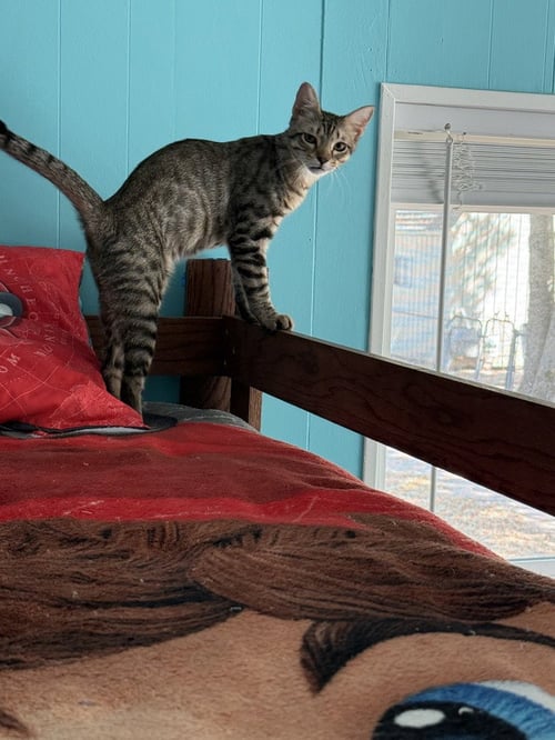 ORION - Domestic Short Hair / Domestic Short Hair available for adoption