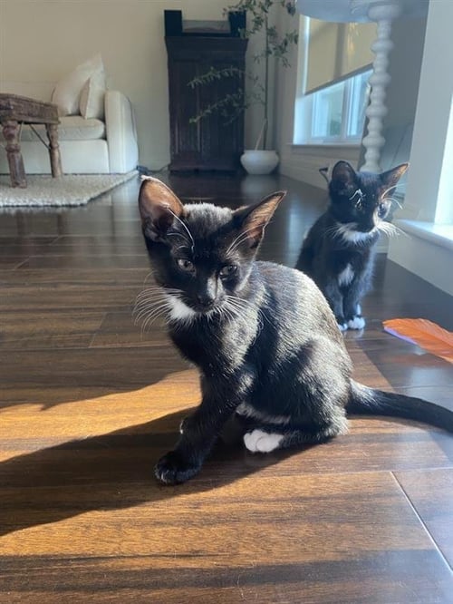 OPOSSUM - Domestic Short Hair / Domestic Short Hair available for adoption