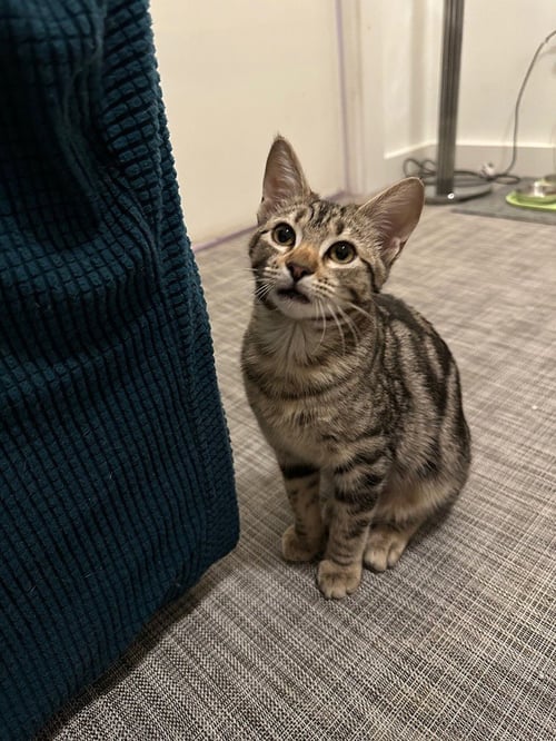 REIGER - Domestic Short Hair / Domestic Short Hair available for adoption