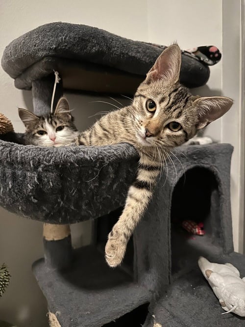 REIGER - Domestic Short Hair / Domestic Short Hair available for adoption