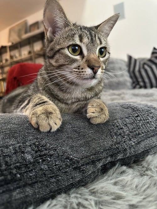 REIGER - Domestic Short Hair / Domestic Short Hair available for adoption