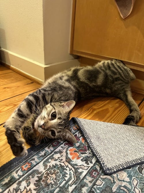 REIGER - Domestic Short Hair / Domestic Short Hair available for adoption