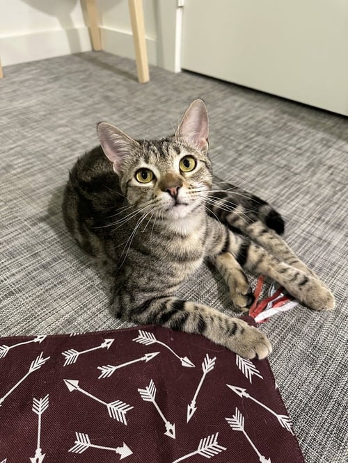 REIGER - Domestic Short Hair / Domestic Short Hair available for adoption