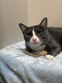 Colby Jack - Photo 1