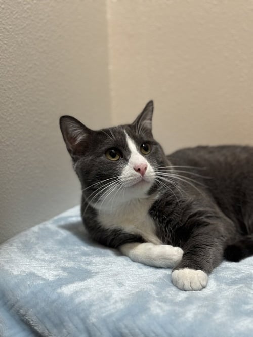 COLBY JACK - Domestic Short Hair / Domestic Short Hair available for adoption