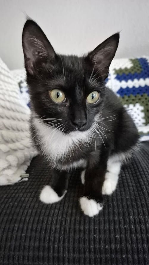 AURI - Domestic Short Hair / Domestic Short Hair available for adoption