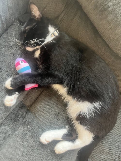 AURI - Domestic Short Hair / Domestic Short Hair available for adoption