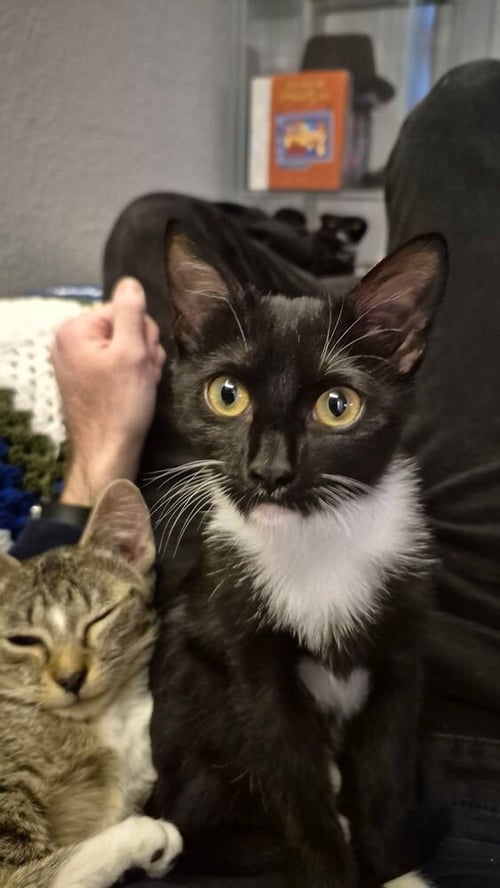 AURI - Domestic Short Hair / Domestic Short Hair available for adoption