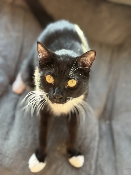 AURI - Domestic Short Hair / Domestic Short Hair available for adoption