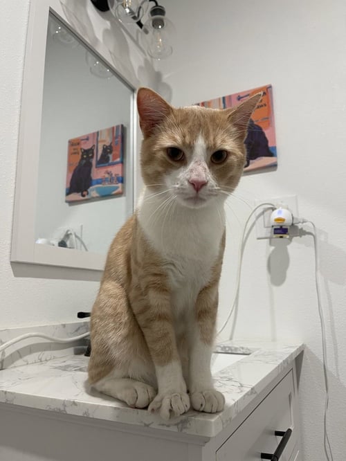 MONFERNO - Domestic Short Hair / Domestic Short Hair available for adoption