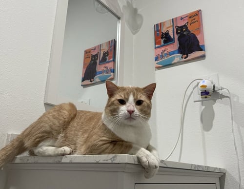 MONFERNO - Domestic Short Hair / Domestic Short Hair available for adoption