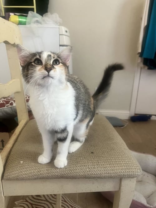 CIDER - Domestic Short Hair / Domestic Short Hair available for adoption
